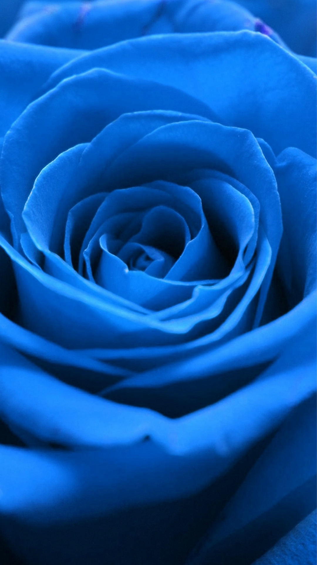 1080x1920, Blue - Blue Rose Iphone Background - HD Wallpaper 