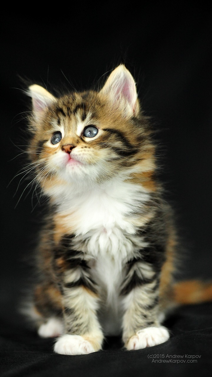 Samsung Galaxy J3 Emerge Background - Mobile Phone - HD Wallpaper 