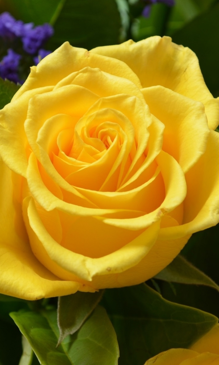 Yellow Rose Purple Flower - HD Wallpaper 