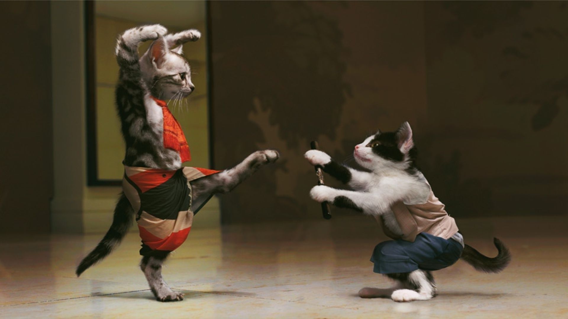 Karate Kittens - HD Wallpaper 