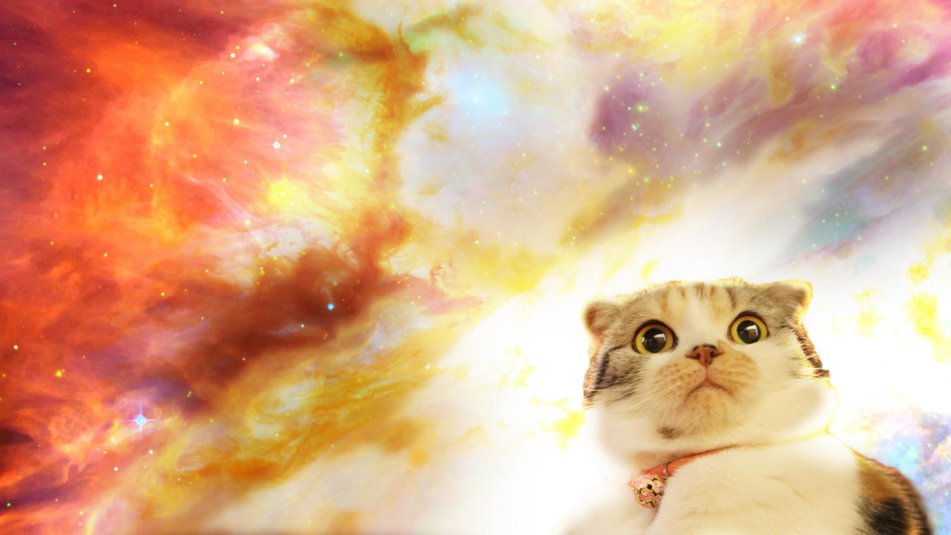 Space Laser Cat Wallpapers Hd With Glasses Awesome - Cat In Space Background - HD Wallpaper 
