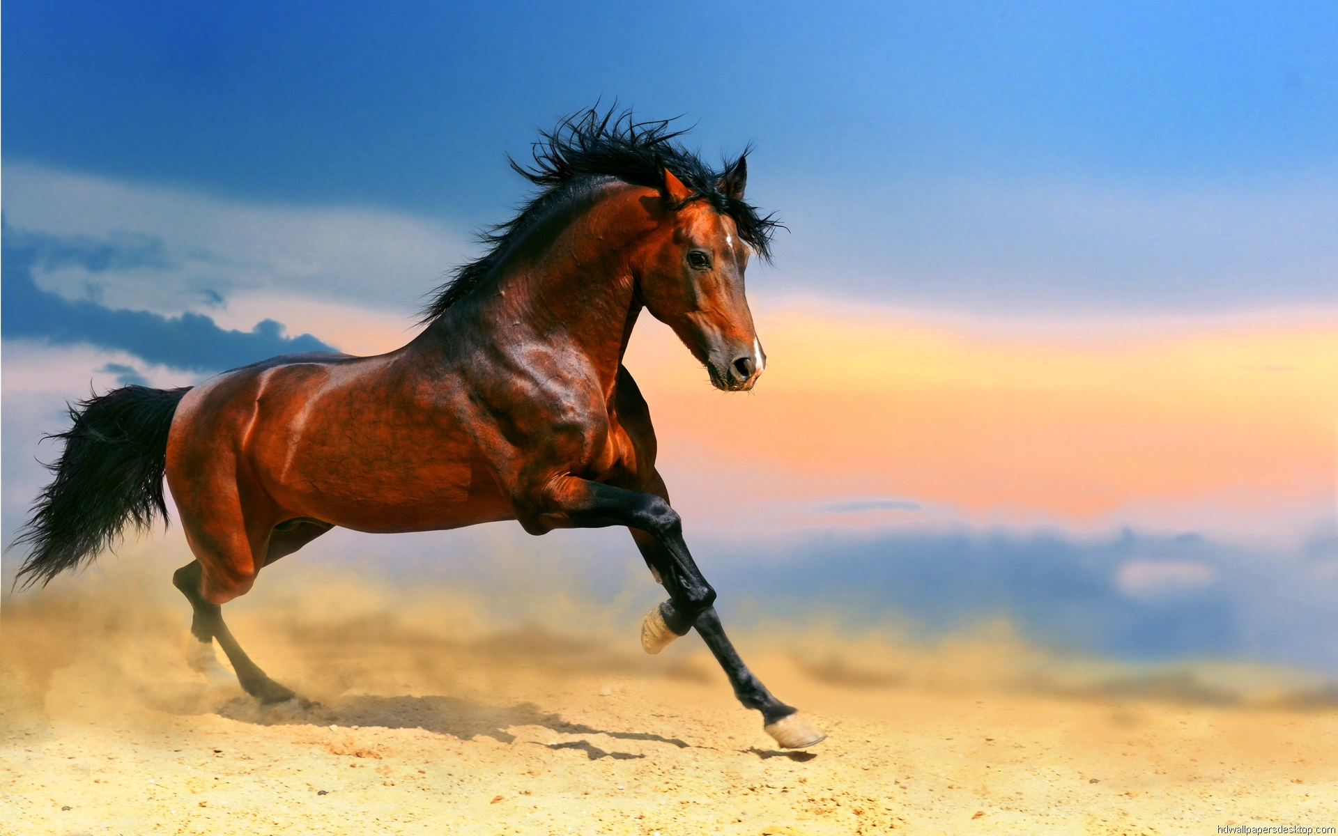 English Horse - HD Wallpaper 