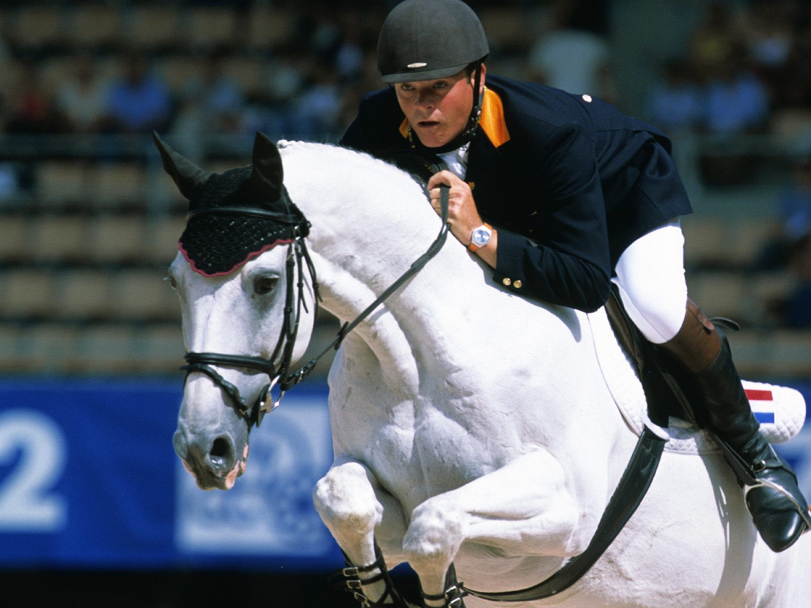 Horse Racing - Equestrian White Horse - HD Wallpaper 