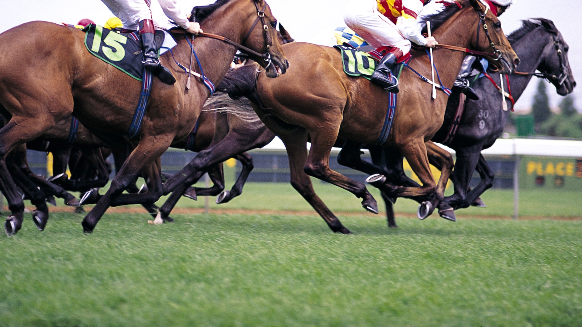 Horse Racing Wallpaper - Horse Racing - HD Wallpaper 