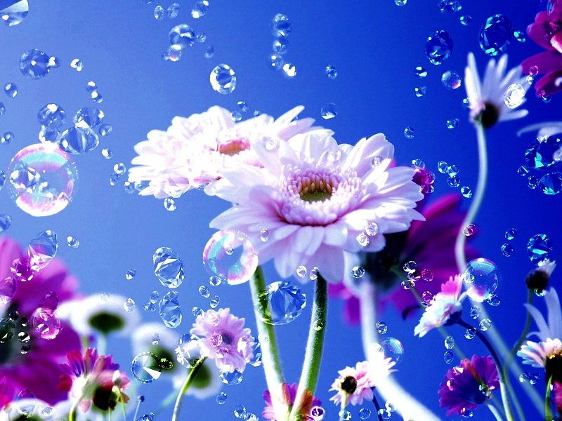 Spring Melody Wallpaper - Water Falling On Flowers - HD Wallpaper 