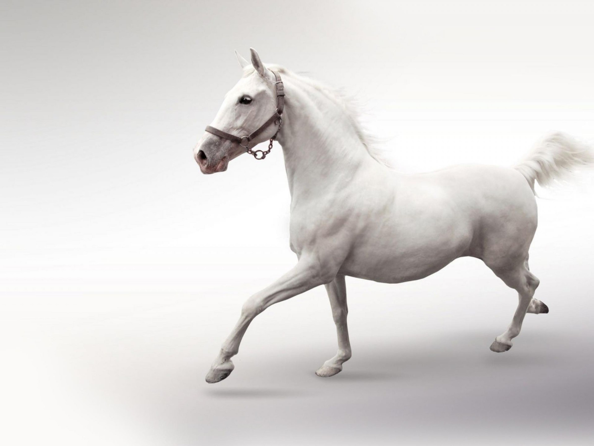 Horse Racing Wallpaper - HD Wallpaper 