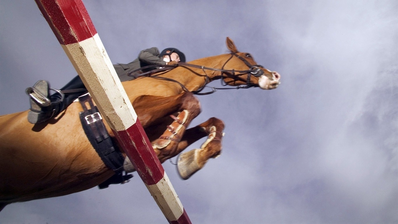 Rider Horse Races-sports Hd Wallpaper2013 - Horse Jumping From Below - HD Wallpaper 