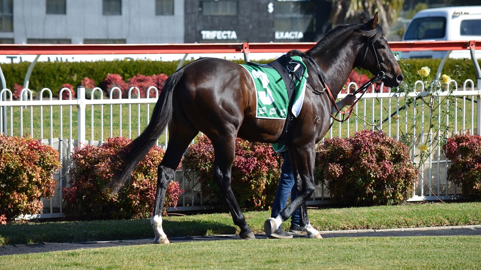 Only Us Polo Logo Wallpaper For Desktop Hd With Horse - HD Wallpaper 