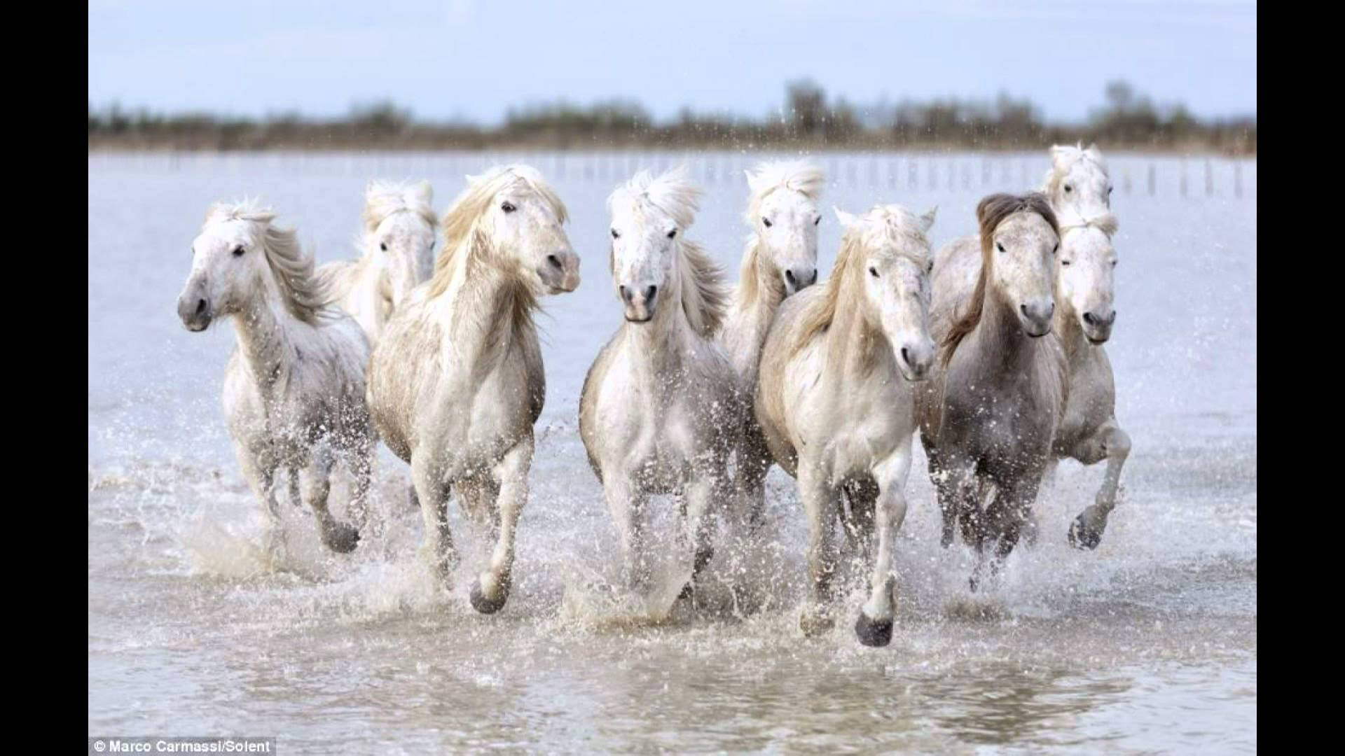 Seven Horse Wallpaper - 1920x1080 Wallpaper Seven Horse Wallpaper - 1920x1080 Wallpaper