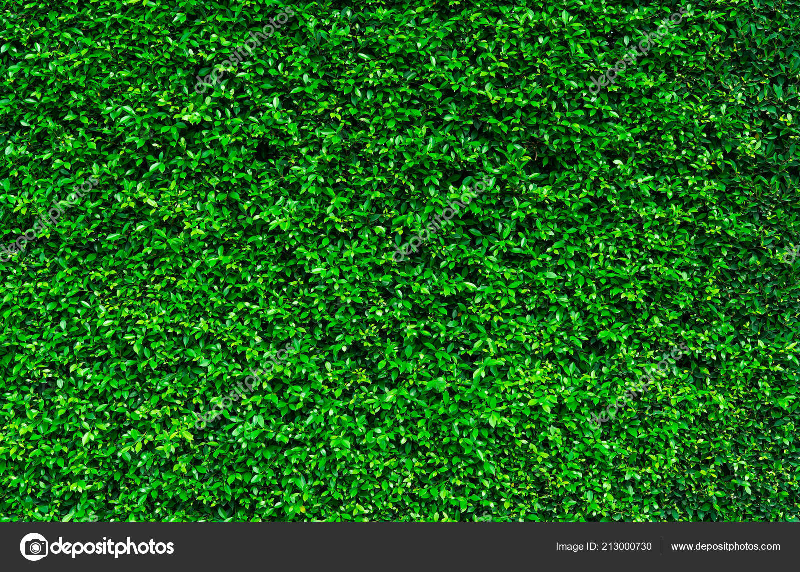 Grass - HD Wallpaper 