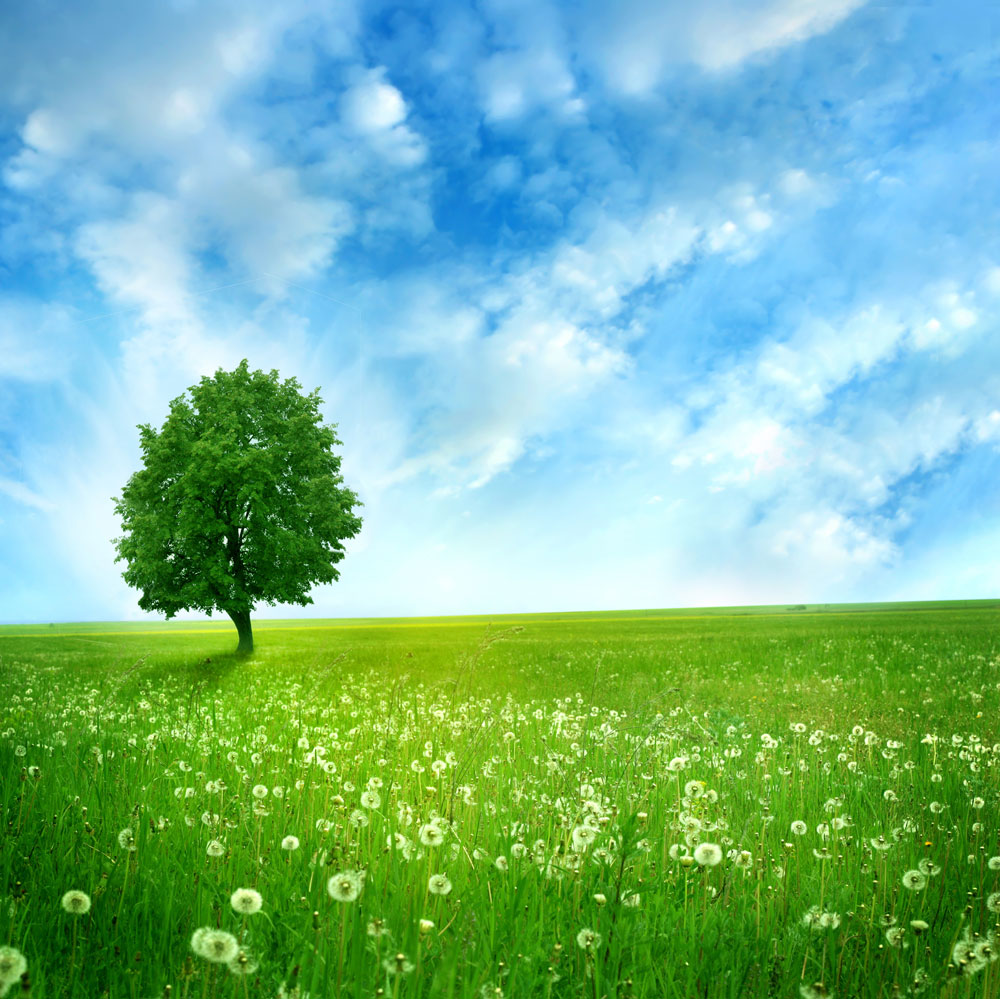 Tree Background Green Hd - HD Wallpaper 