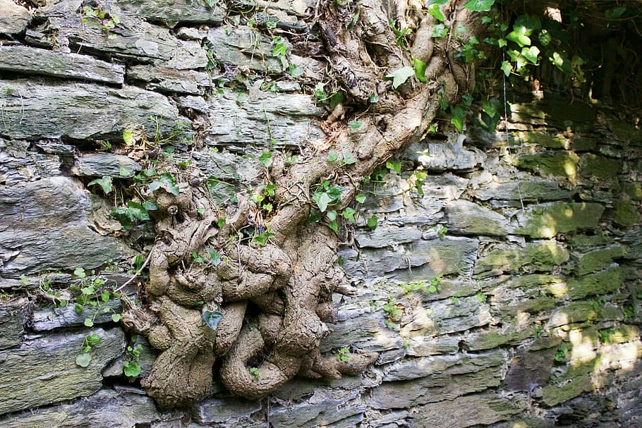 Wall, Stone Wall, Old Wall, Tree, Roots, Ivy, Strength, - Wood - HD Wallpaper 