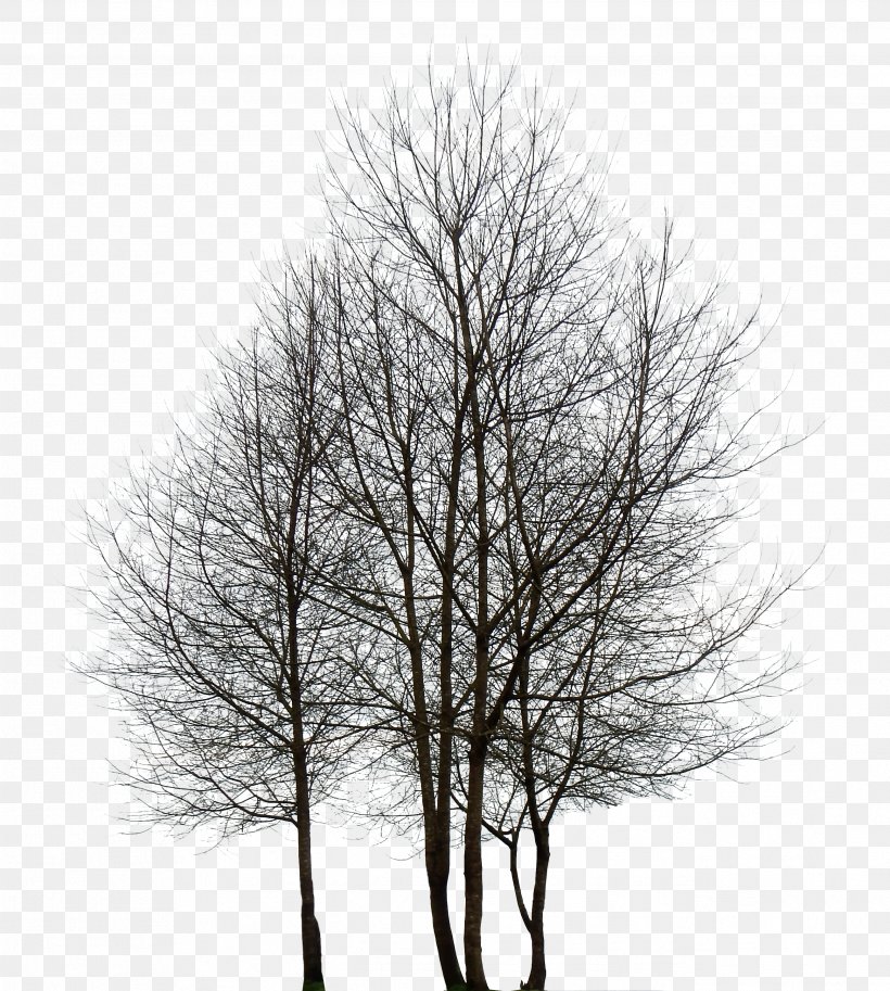 Tree Desktop Wallpaper Rendering, Png, 2588x2884px, - Tree Images In Hd Png - HD Wallpaper 
