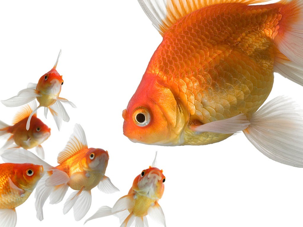 Gold Fishes Hd - HD Wallpaper 