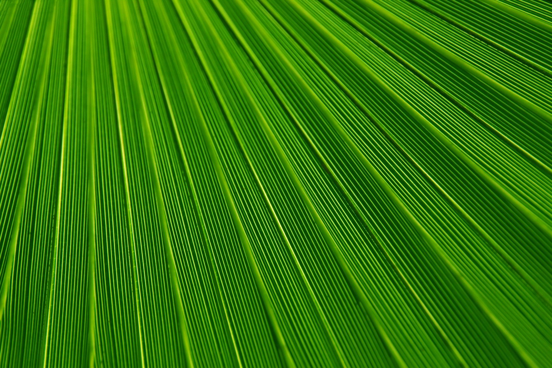 Leaf Palm Tree Texture - HD Wallpaper 