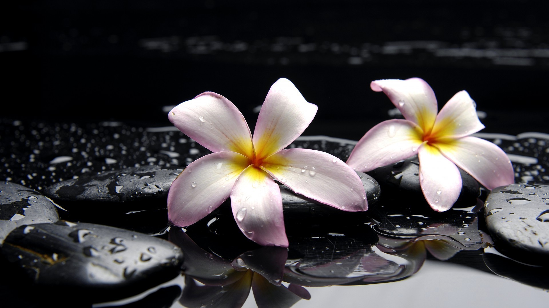 Flowers Flower Frangipani Zen Nature Plumeria Tropical - Sabba Papassa Akaranam Gathawa - HD Wallpaper 