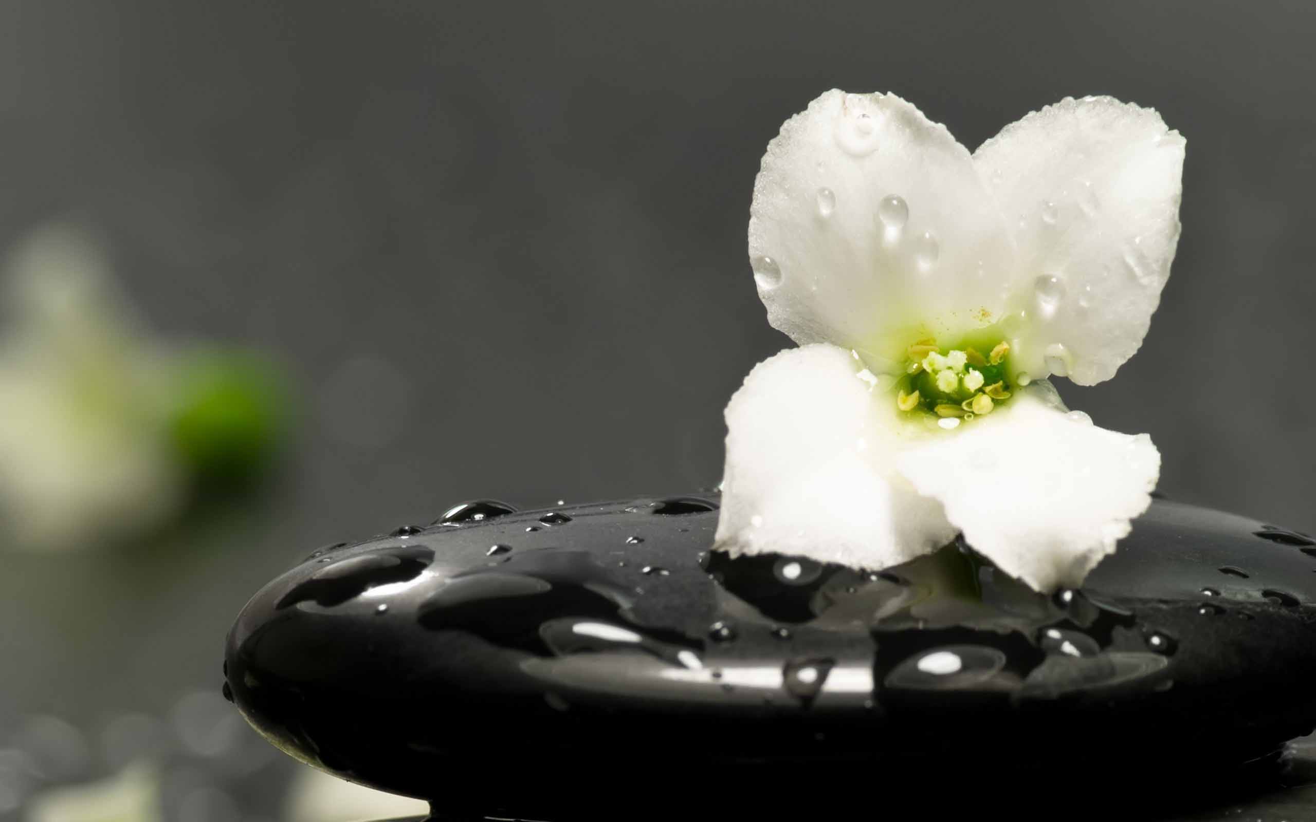 White Flower On Black Stone With Water Wallpaper - Water Droplets On Flower Quotes - HD Wallpaper 