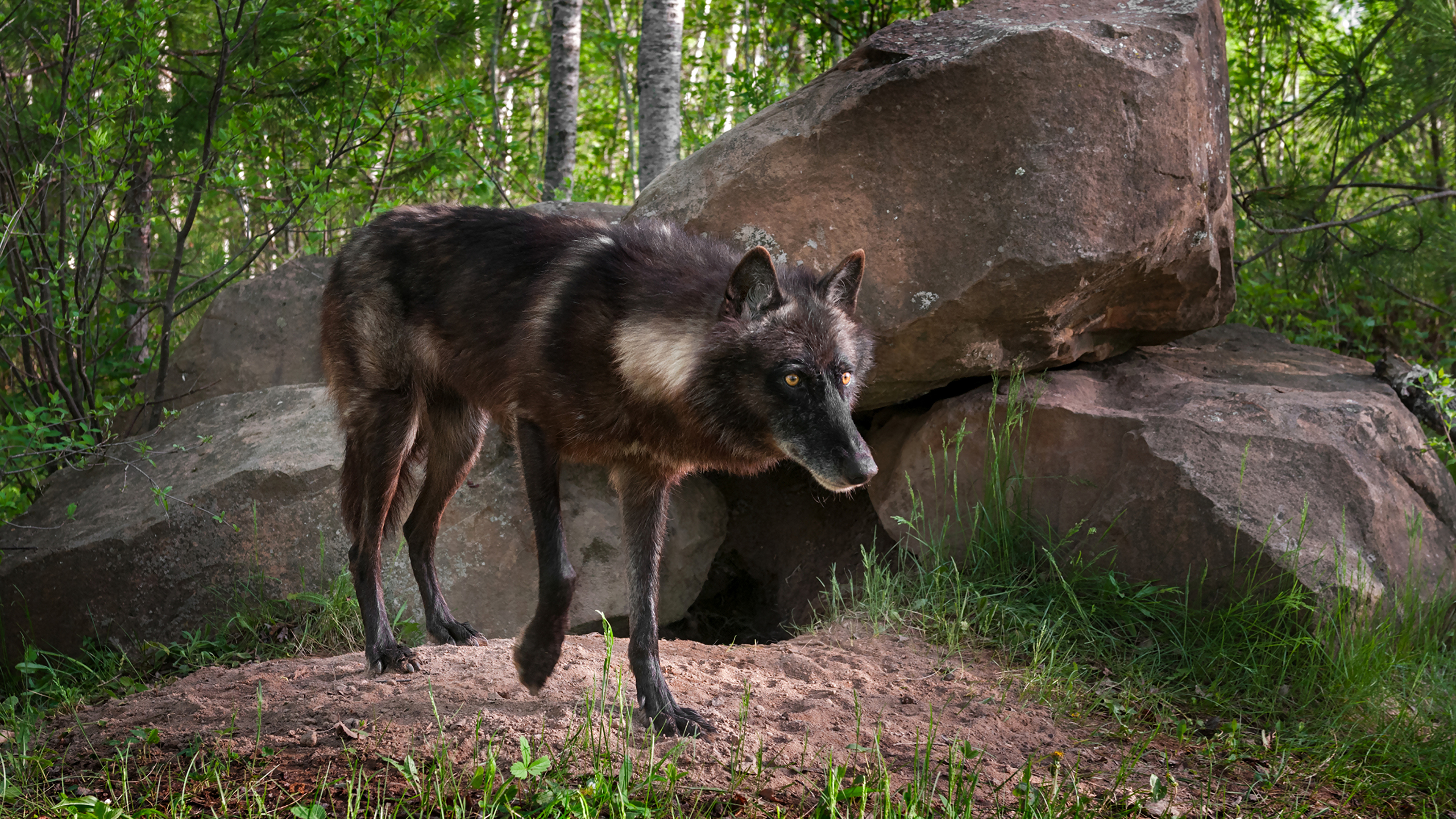 Den With A Black Wolf - HD Wallpaper 