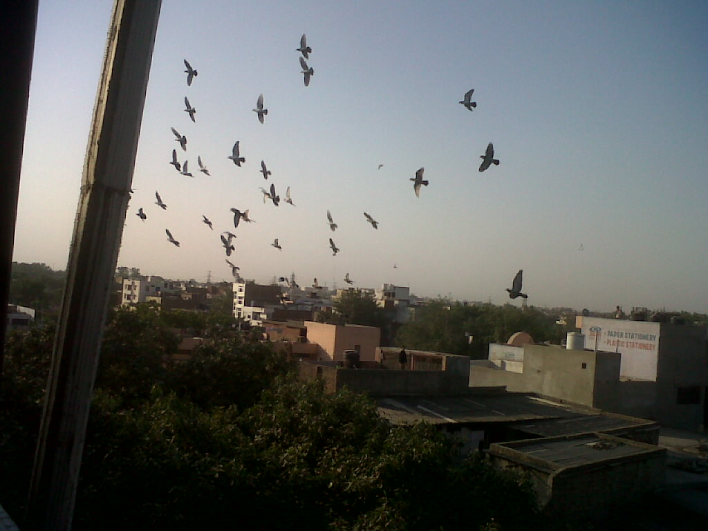 Flock - HD Wallpaper 