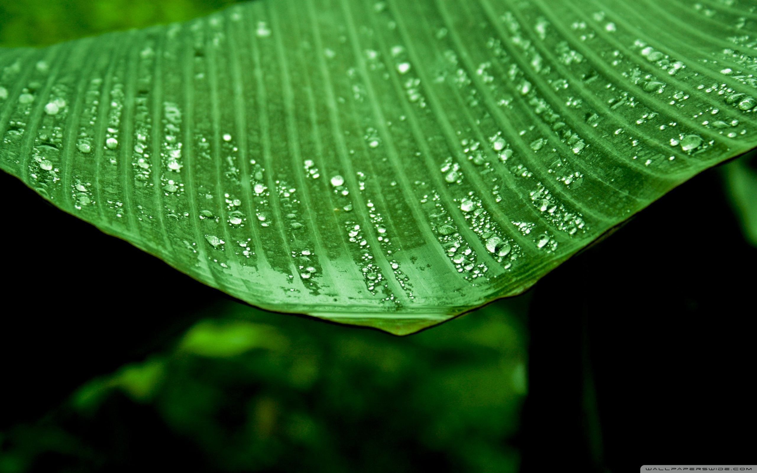 Water On Banana Plant Leaves - HD Wallpaper 