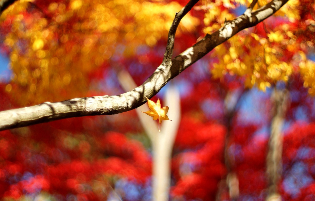 Photo Wallpaper Leaves, Macro, Trees, Background, Tree, - Background Pic Blur Tre - HD Wallpaper 
