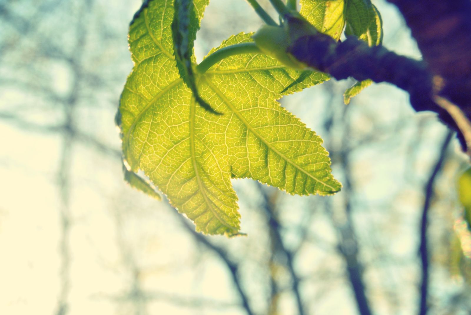 Nature Plant Green Sun Leaves Blur Tree Leaf Wallpaper - HD Wallpaper 