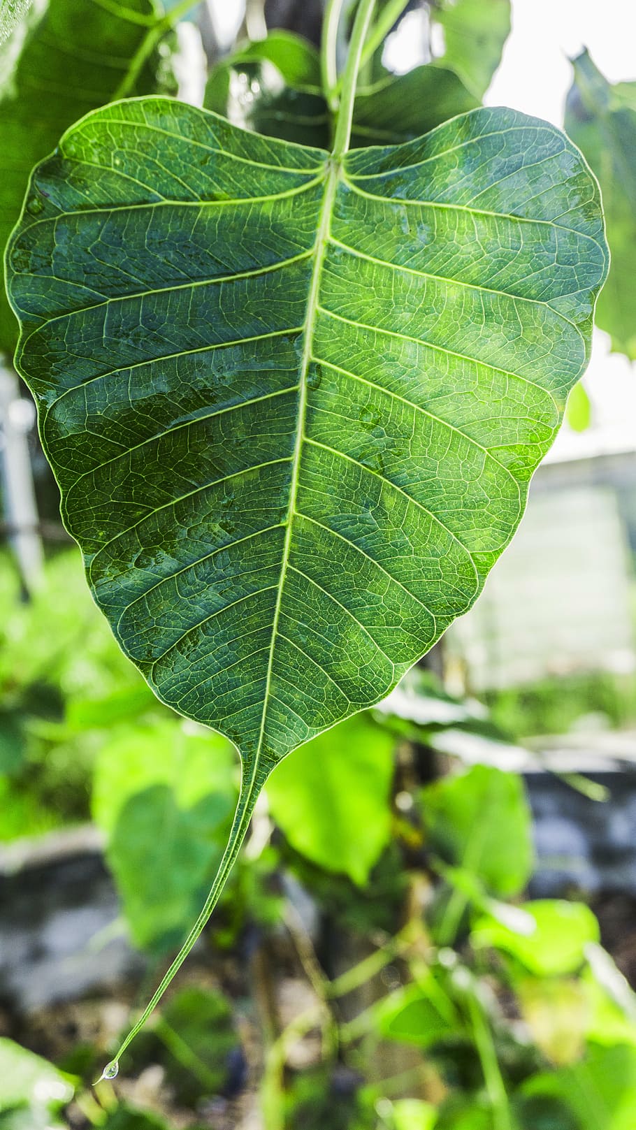 Bodhi Leaf, Awakening, Awake-ness, Enlightenment, Buddhism, - Sacred Fig - HD Wallpaper 