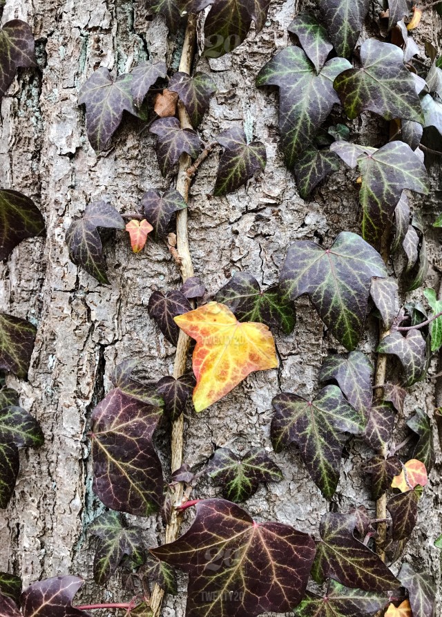 Tree Stump - HD Wallpaper 