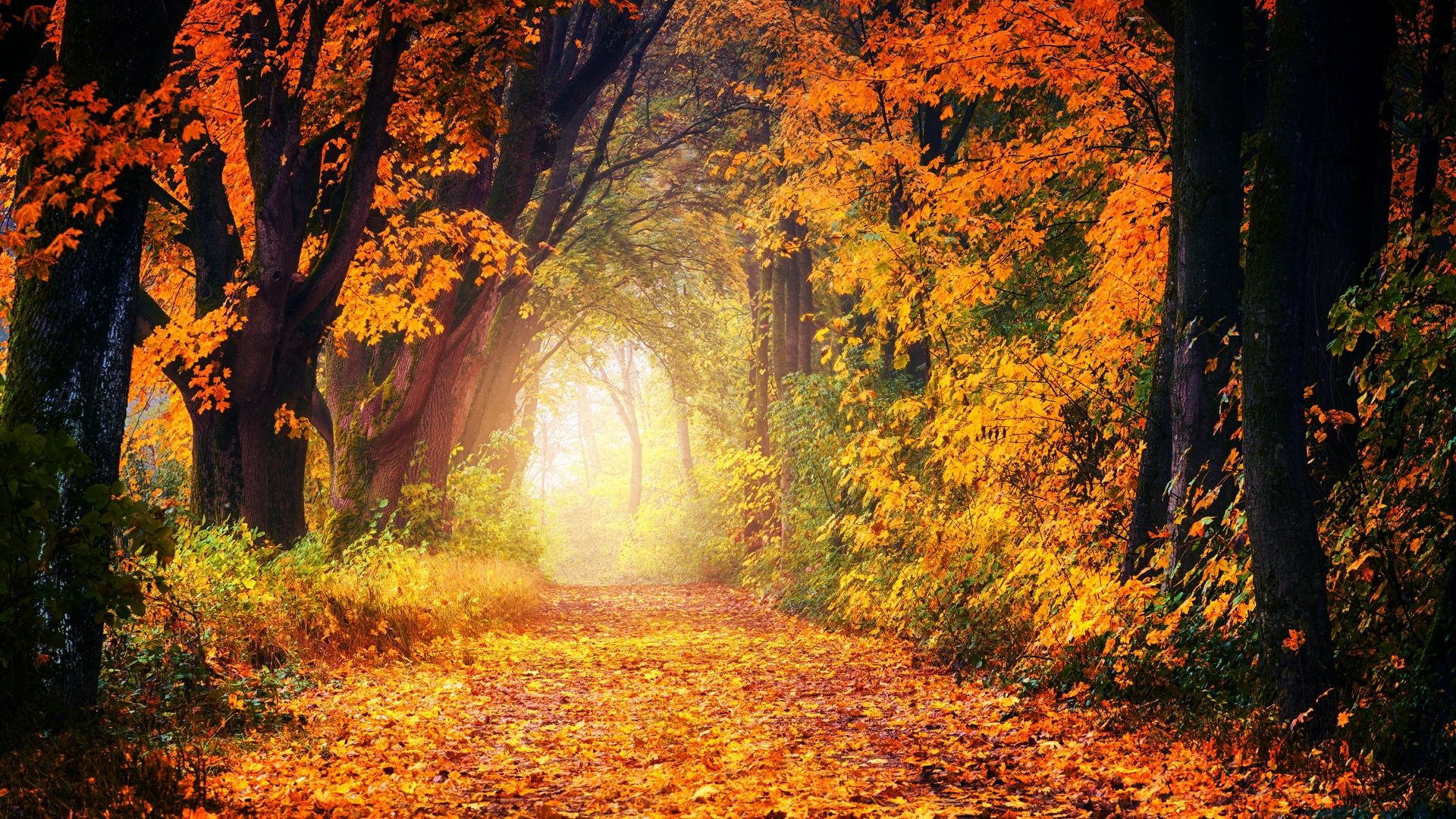 Autumn Park Trees And Path Covered With Leaves - Autumn Park - HD Wallpaper 