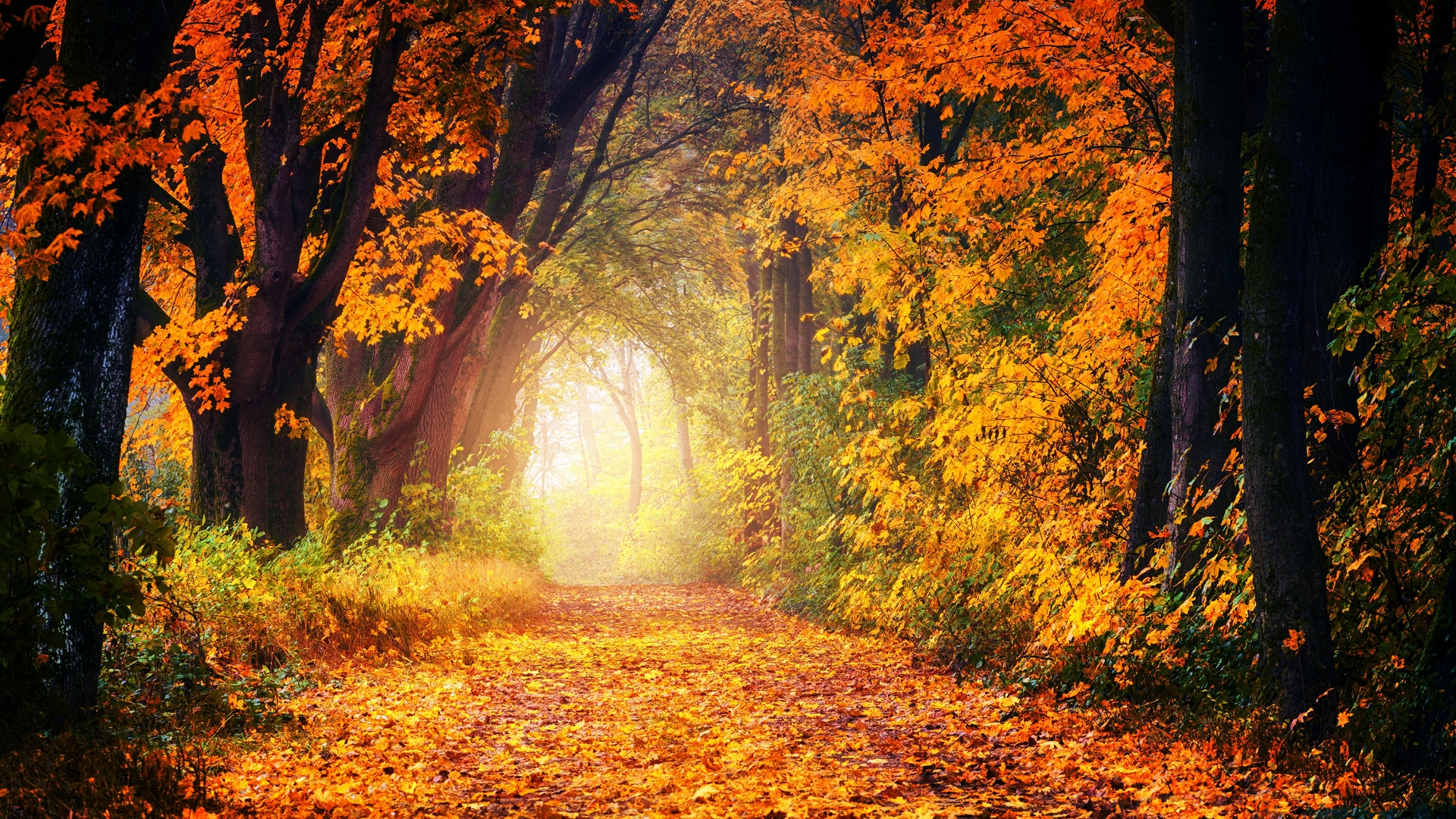Autumn Park Trees And Path Covered With Leaves Autumn Park 19x1080 Wallpaper Teahub Io