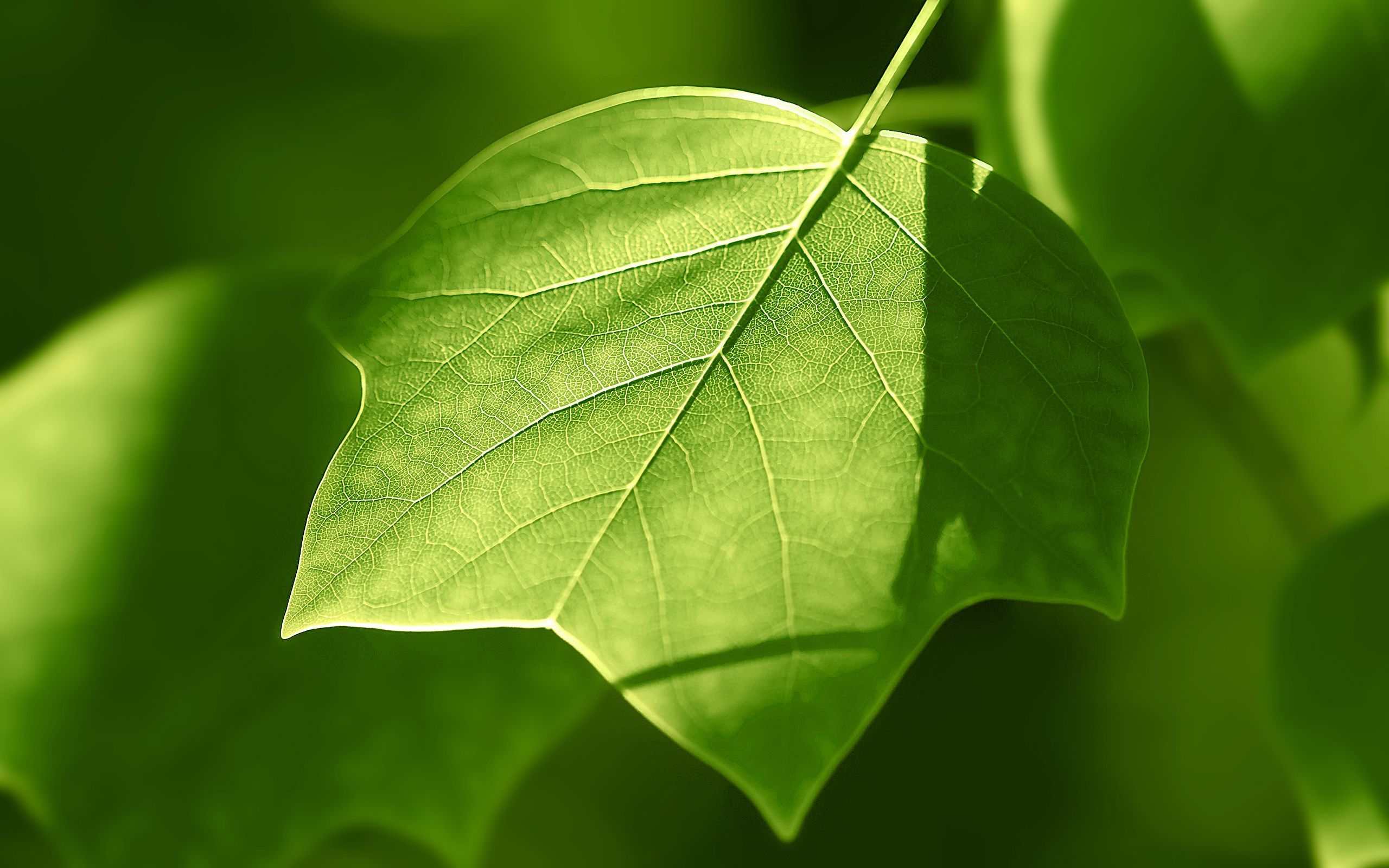 Green Leaves - HD Wallpaper 