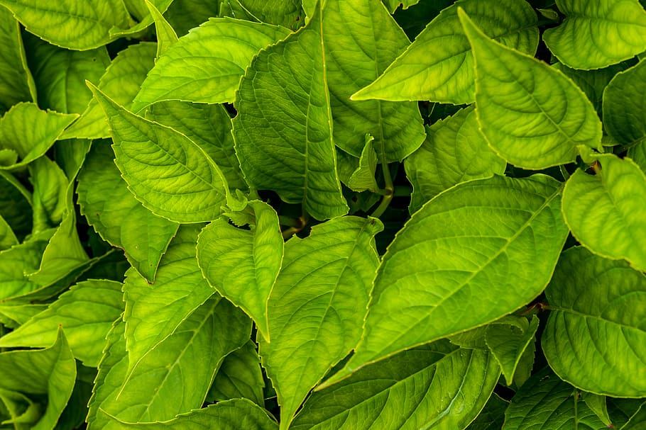 Green Sweet Basil Plant, Leaf, Veins, Flower, Leaves, - Tree - HD Wallpaper 