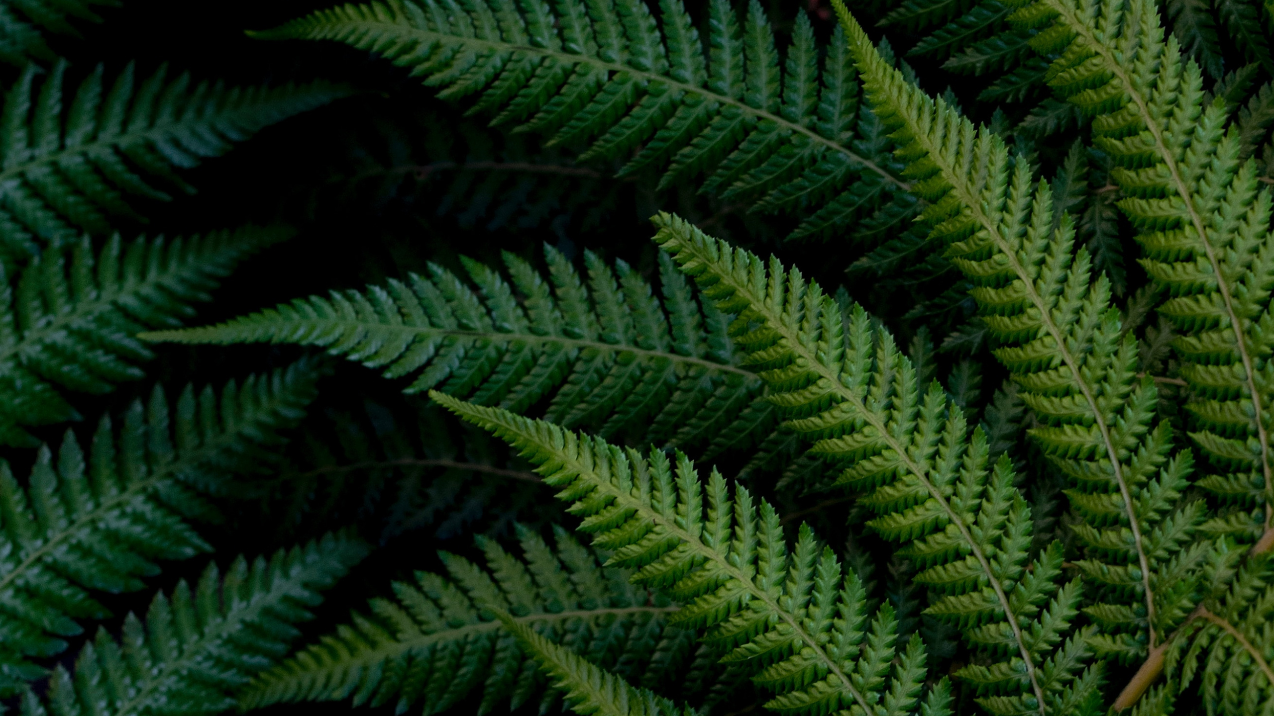 Mobile Phone - HD Wallpaper 