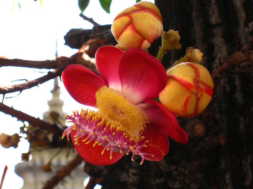 Cannonball Tree - HD Wallpaper 