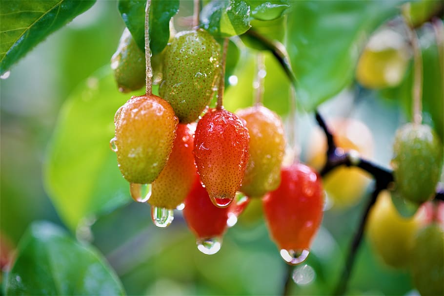 Fruit, Bodhi, Bodhi Fruit, Sweet And Sour, Food And - Pohon Bodhi Liar - HD Wallpaper 