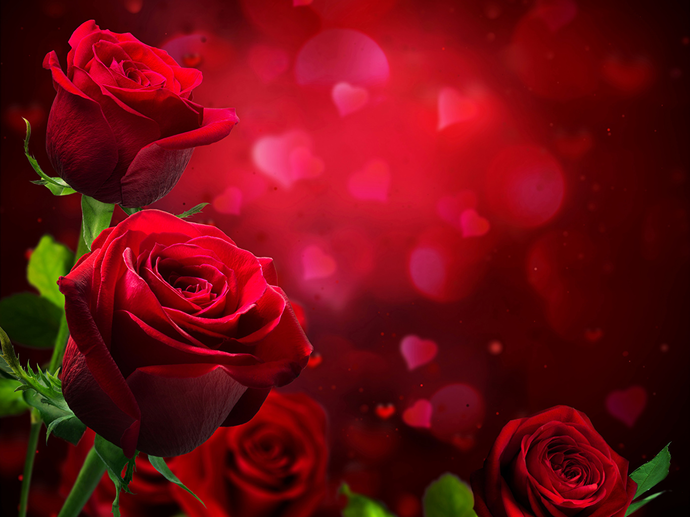 Rose Love Beautiful Flower - HD Wallpaper 