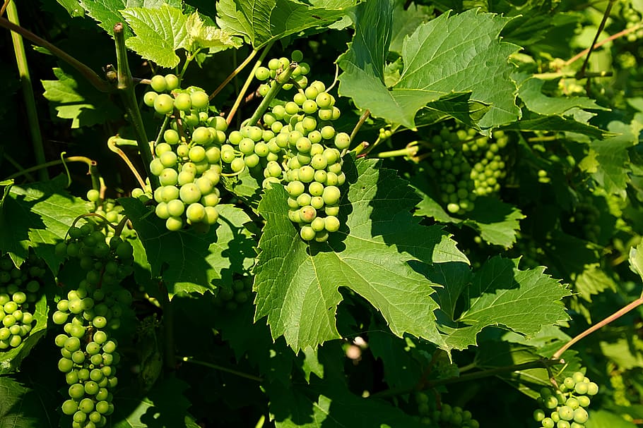 Green Grapes, Wine, Grapes, Fruits, Red Grape Varieties, - Druiventak Als Zonnescherm - HD Wallpaper 