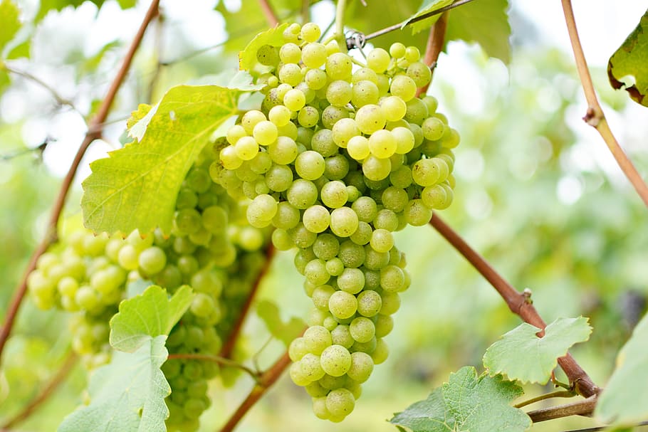 Wine, Uva, Vineyard, Agriculture, Growth, Green Color, - Viñedos Uva Verde - HD Wallpaper 