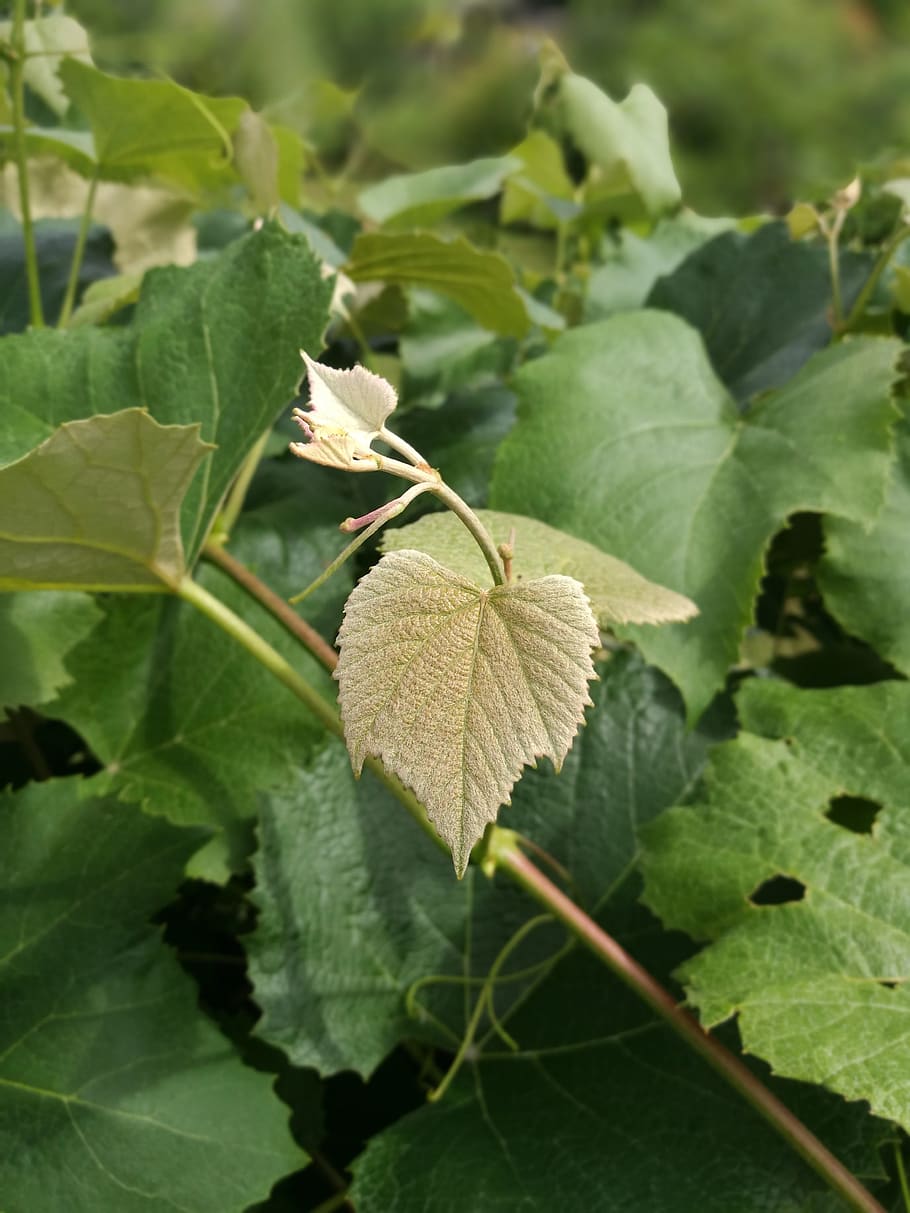 Leaf, Plant, Nature, Summer, Wine, Plant Part, Green - Vitis - HD Wallpaper 