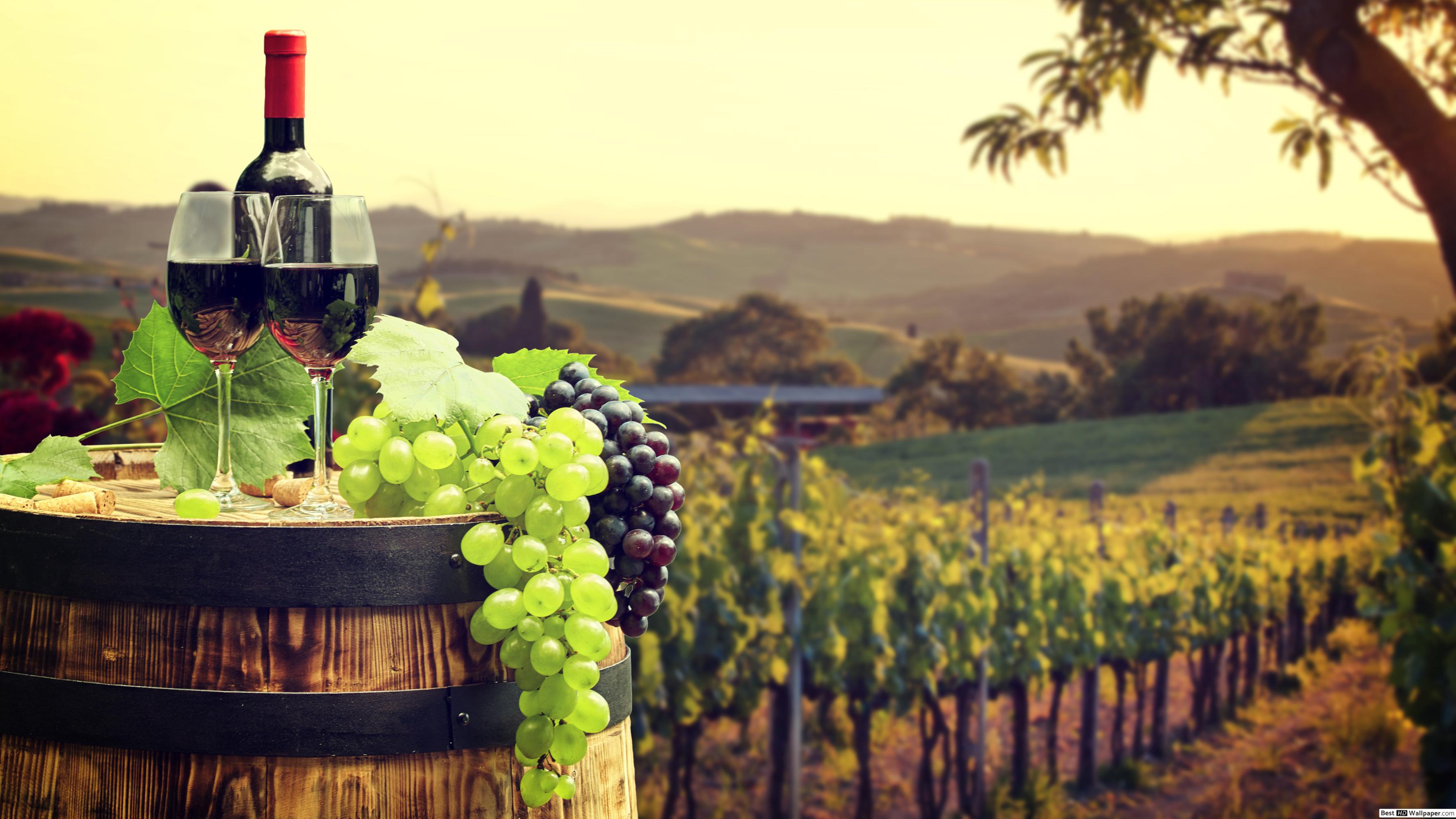 Wine Vineyard - HD Wallpaper 