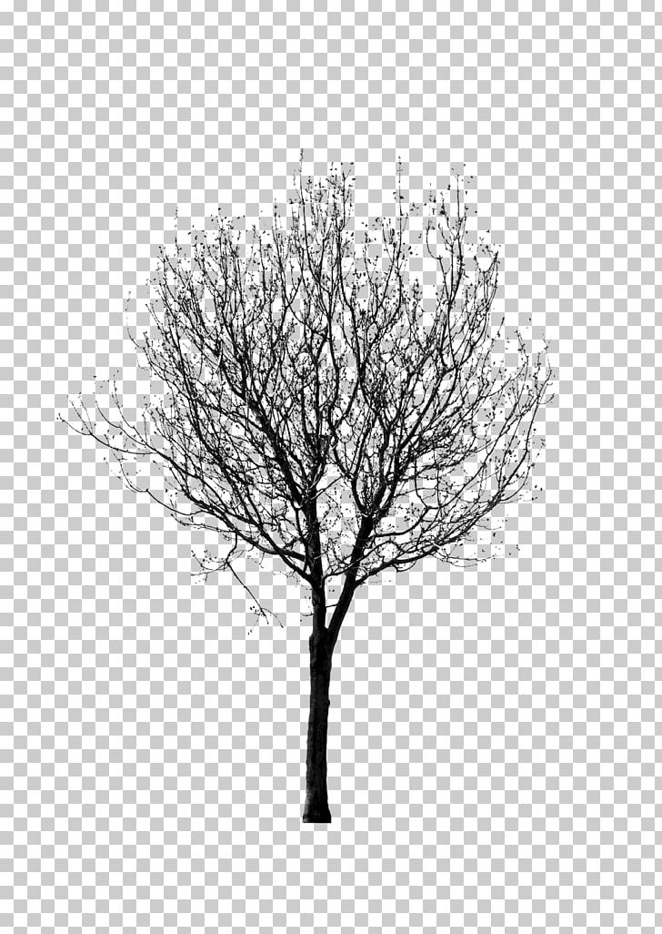 Black And White Twig Tree Png, Clipart, 2d Computer - 728x1026
