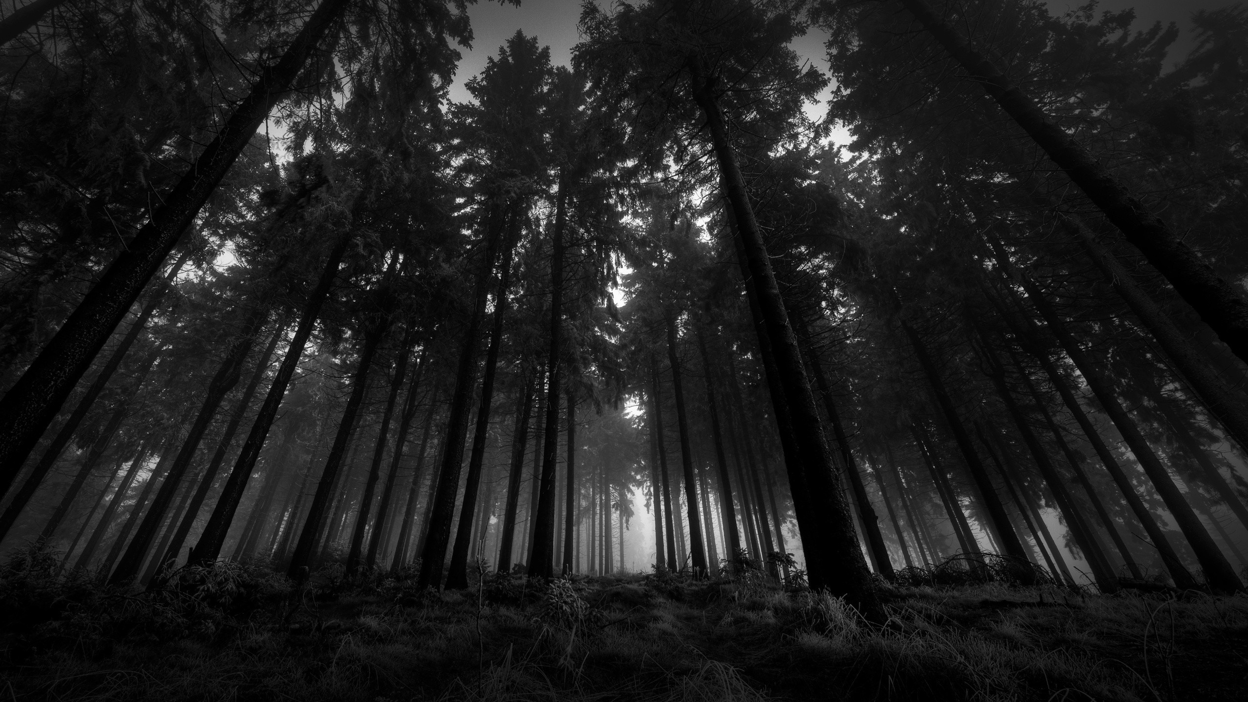 Forest Black And White Wallpaper Background 
 Data-src - Bonechiller Graham Mcnamee Danny - HD Wallpaper 