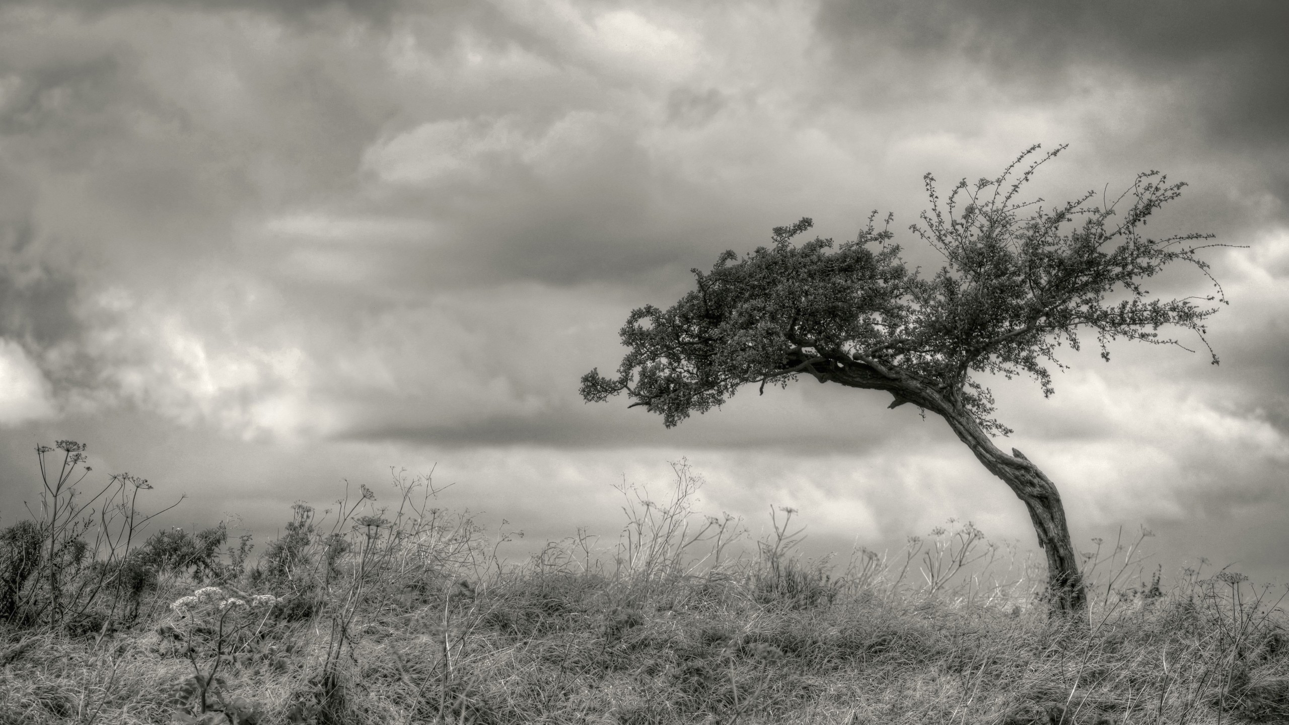 Black And White Lone Tree - HD Wallpaper 
