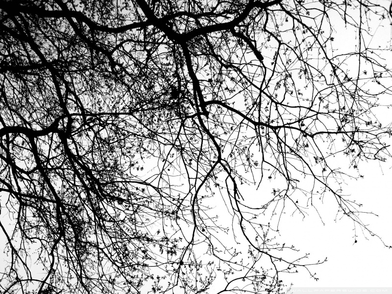 Trees Black And White - HD Wallpaper 