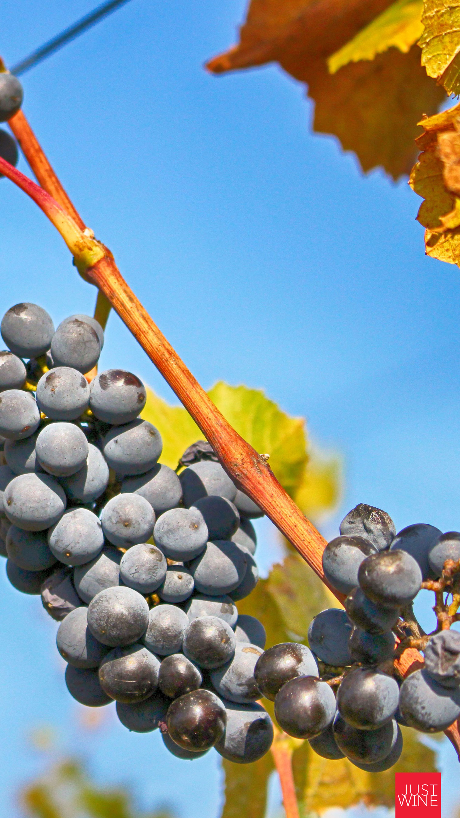 Just Wine Mobile Wallpaper Grapes Harvest - Grapes And Wine Wallpaper Iphone - HD Wallpaper 