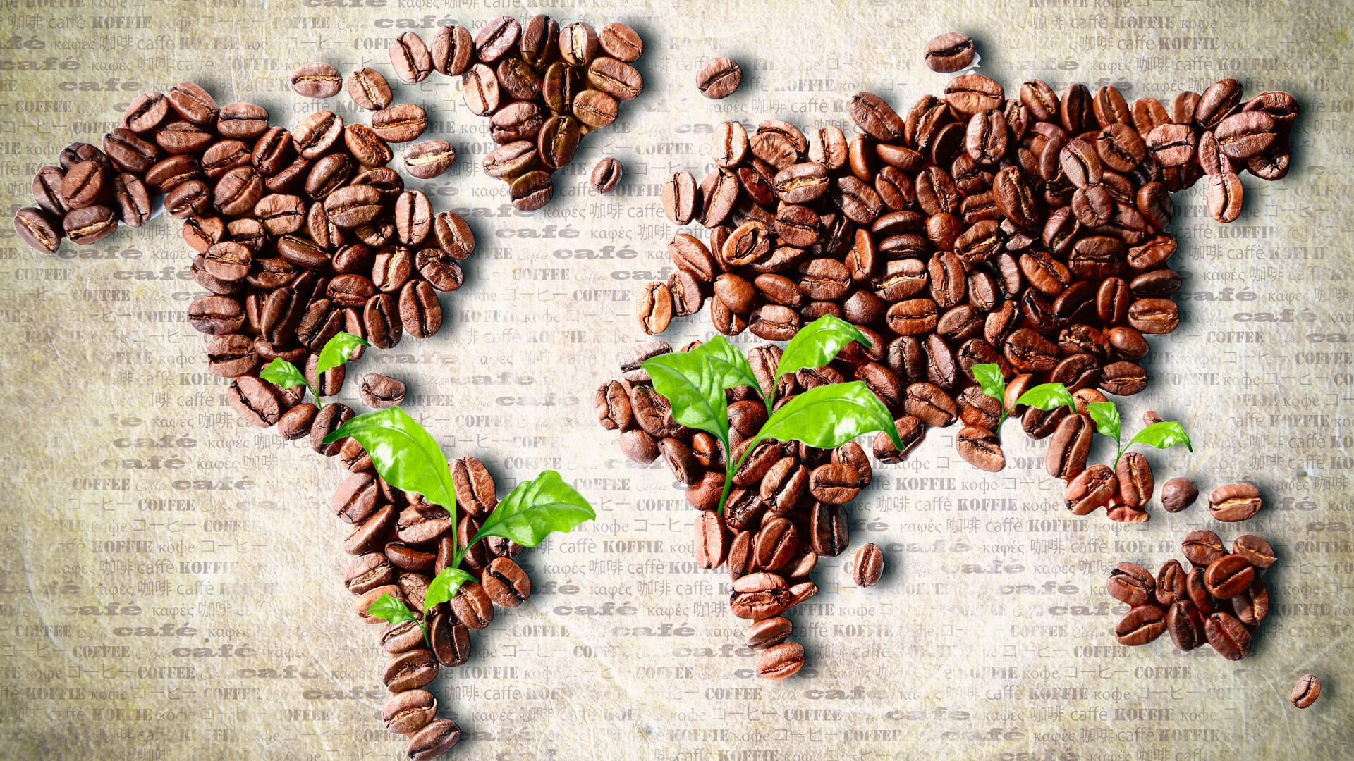 Coffee Bean Wallpaper - History Of Coffee - HD Wallpaper 