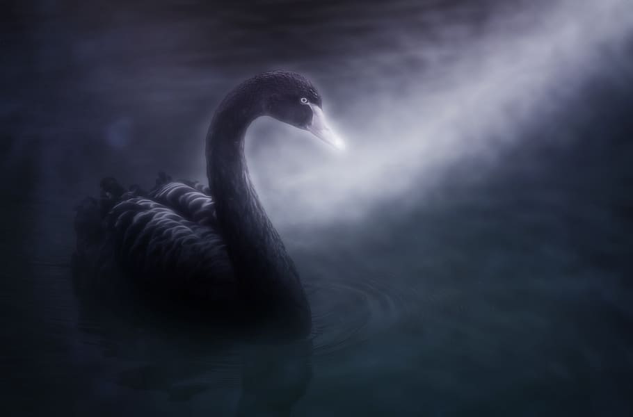 Swan, Black Swan, Mourning Swan, Swim, Elegant, Trauerkarte, - HD Wallpaper 