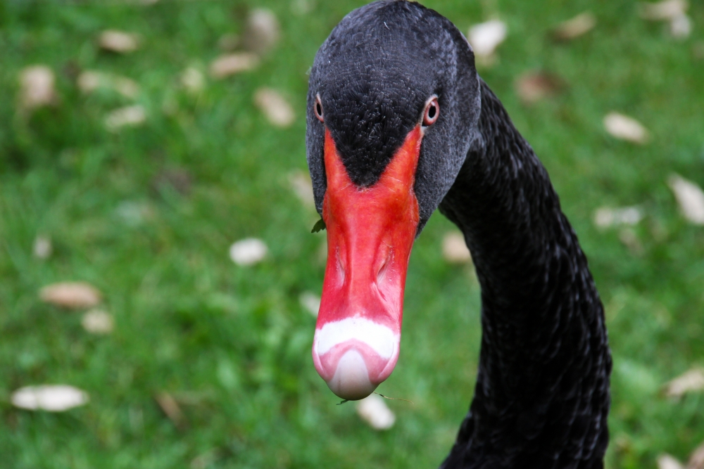 Black Swan, Close-up Face, Red Beak - HD Wallpaper 