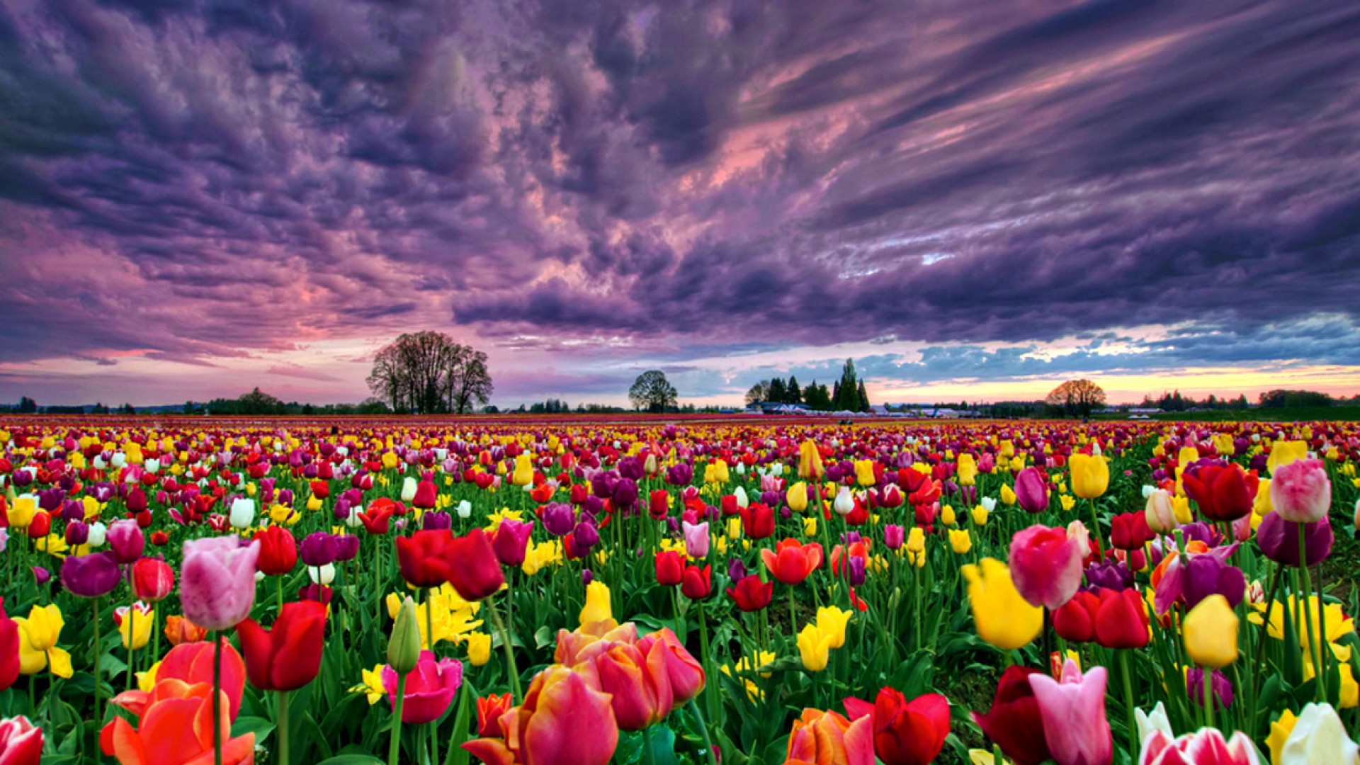 High Resolution Tulip Fields 1920x1080 Wallpaper Teahub Io