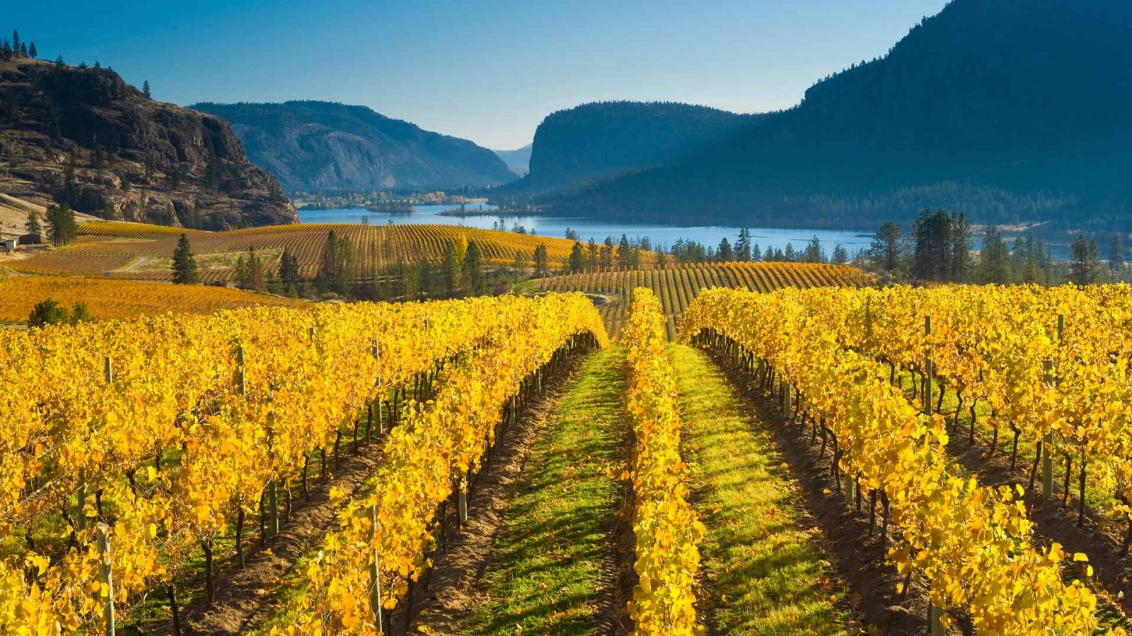 Wine Wallpaper For Mobile - HD Wallpaper 